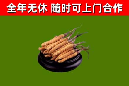 林芝烟酒回收冬虫夏草.jpg